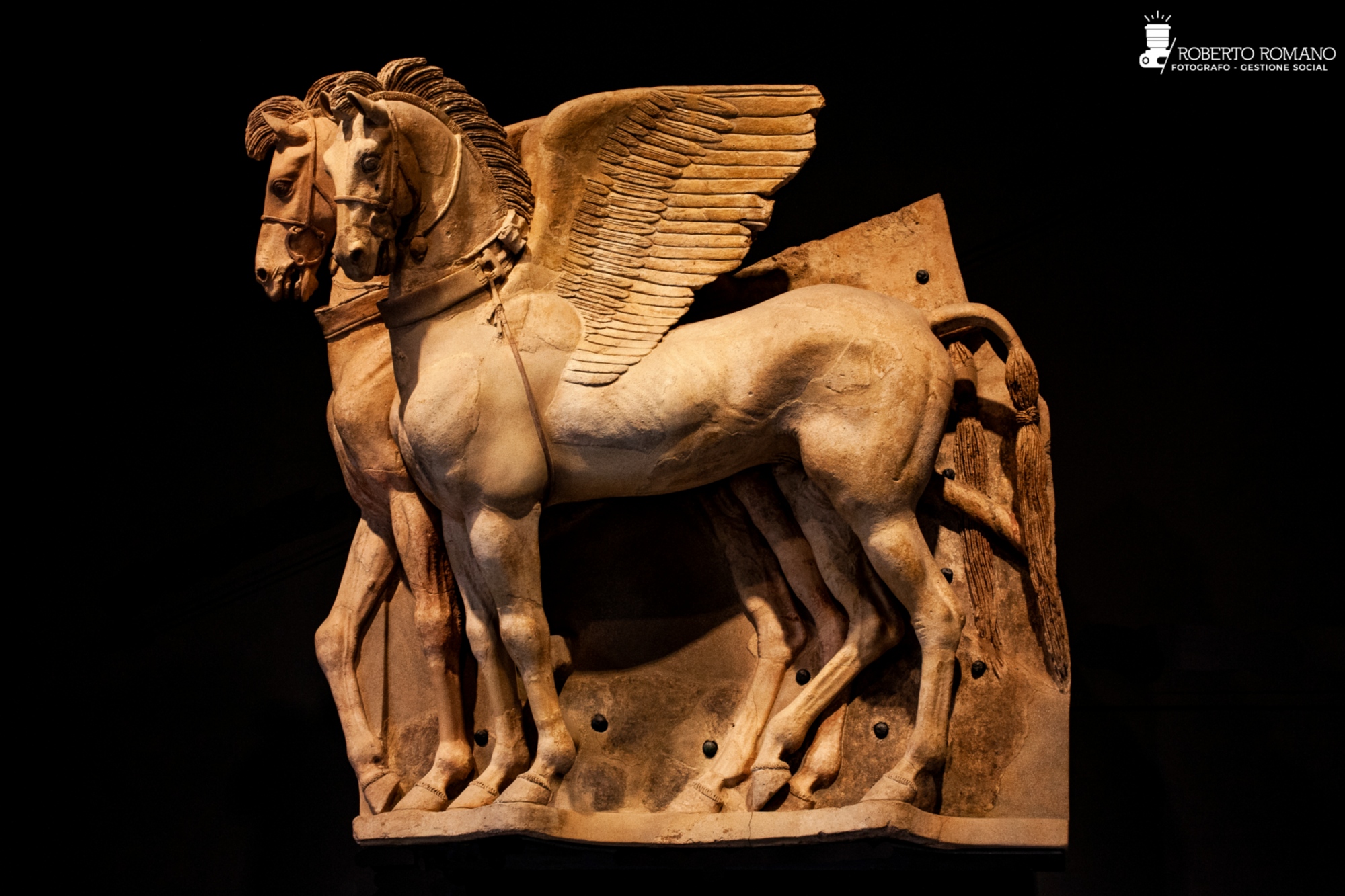 Cavalli Alati Cavalli Alati