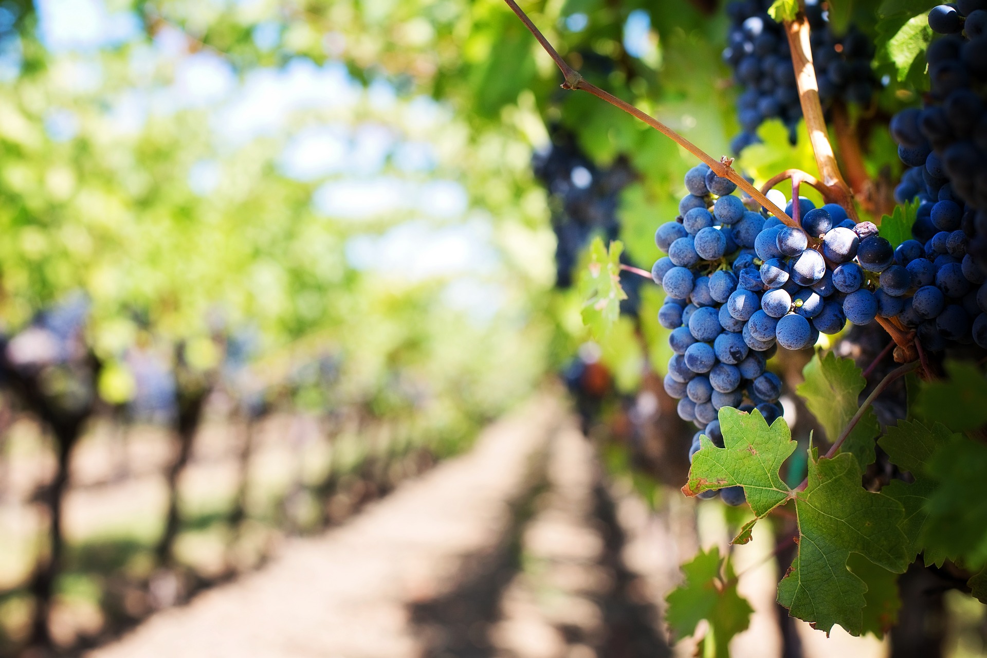 Il vino degli Etruschi 