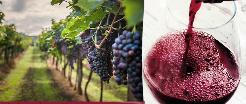 Degustiamo il territorio: quattro chiacchiere con Tenuta Poggio degli Ulivi
